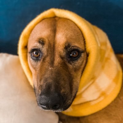 MissAngeleno's profile picture. Sewist, vintage, coffee. #POC. #BlackLivesMatter. #Ally. #Murderino. #IntersectionalFeminist.