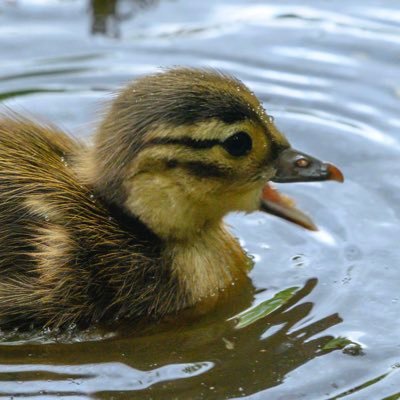 Supreme_coder's profile picture. used for development and random stuff