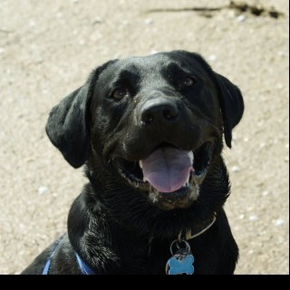 DuncanDogEFC's profile picture. Black Labrador Puppy, I was born a blue, and my mum named me after her Everton hero. I like playing with my ball, eating chicken and being naughty
