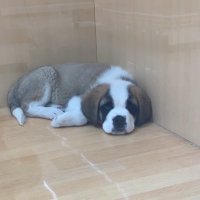 まえてぃー (@maetaka0811) 's Twitter Profile