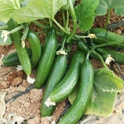 Jack15385937's profile picture. Am engineer IT