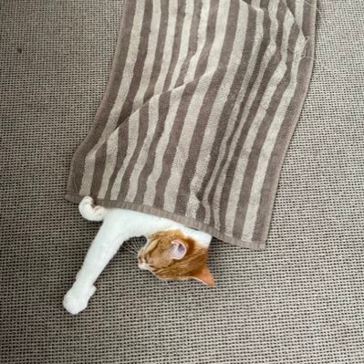 HermDegs's profile picture. 