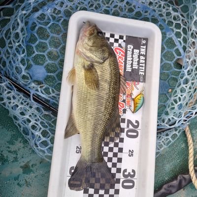 OibdWqRLQT6troY's profile picture. 初めてのツイッターです。
去年からクランクベイトの沼に
ドッはまり中です。