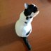 ぼんまる (@bonnesmarescats) Twitter profile photo ぼんまる (@bonnesmarescats) Twitter profile photo