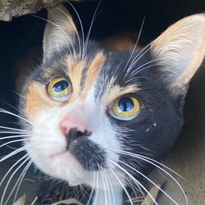 八坂または八坂丸/清光推し審神者/頼光さんだいすきマスター/飼い猫が生涯最推し🐈/御朱印巡り/成人済み