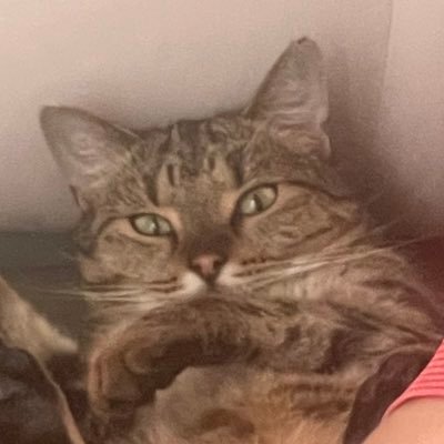 thankamer's profile picture. 