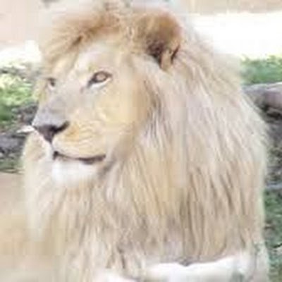 tushars66128577's profile picture. 