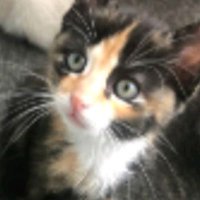 Peanut who shall be Vernon🇿🇦🇬🇧 (@terryess) 's Twitter Profile