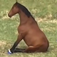 nox nox noooooxxxxx (@kudadudukk) 's Twitter Profile Photo nox nox noooooxxxxx (@kudadudukk) 's Twitter Profile Photo