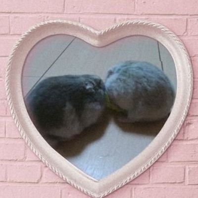 ぽんちゃん🐹🐹🐹🐹さんのプロフィール画像