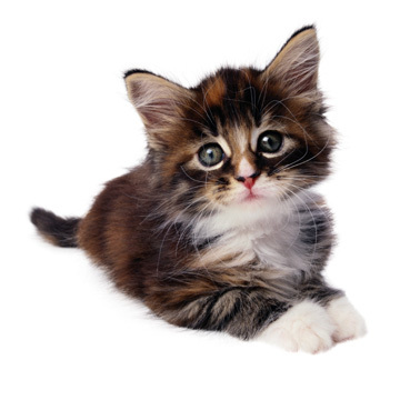 Cats have been associated with humans for at least 9,500 years, and are currently the most popular pet in the world.