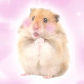 앵さんのプロフィール画像