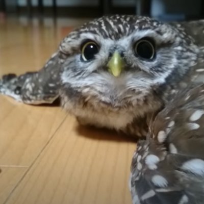 sssMSGO's profile picture. 試験関係のツイートがメイン