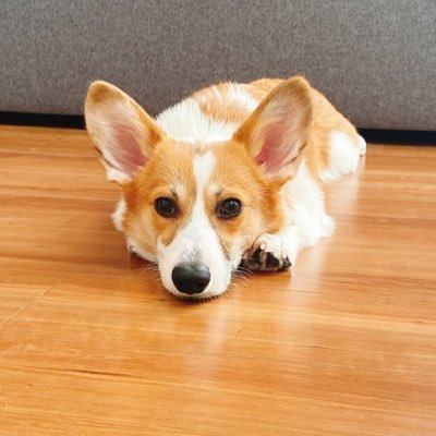 ウェルシュ・コーギー🐶もなちゃん 熊顔系の女の子🎀2021.07.15生まれ♡ 大きなお耳がチャームポイント🤍無言フォロー失礼致します🐶💦