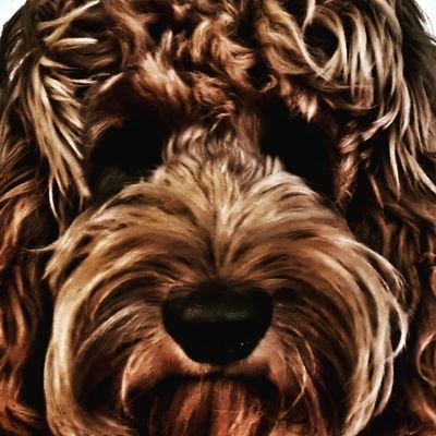 toasterjeeさんのプロフィール画像