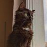 Amalthei's profile picture. Ich und niemand anders! 
Personaler, Gamer, Miesmuschel                                              
🐈‍⬛ Tim 🐈‍⬛ Struppi