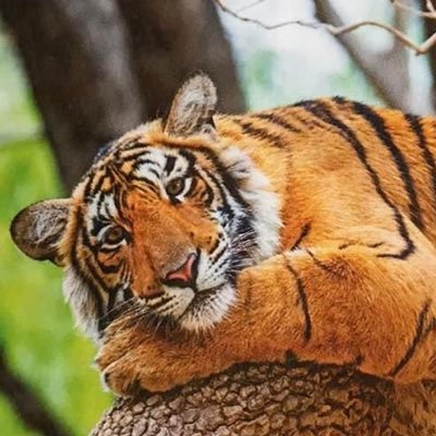 TigerTax3's profile picture. Love tax issues