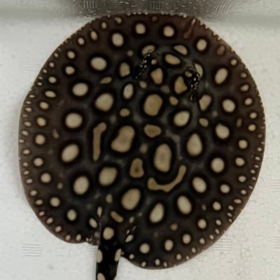 メイン1800×600×600。過背金龍、アルシル、ダイヤモンドポルカ、アルビノクロコ、ポリプなどなど古代魚、大型魚を飼育しています。ボールパイソンも飼育中。色々教えてください。