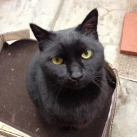 osotoda (@osotoda_bon) Twitter profile photo