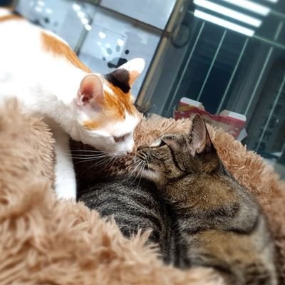 🐱보리 2019.07.30~
🐱난 2020.09.05~2020.09.18
🐱감자 2020.10.02~
꼬질이잠탱이들 육묘일기