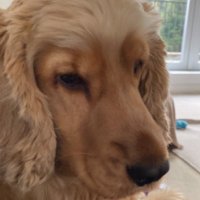 Marianne McDonald (@mariann89581645) 's Twitter Profile Photo