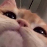 Harubu (@_harubu) 's Twitter Profile