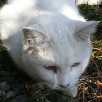 ビクトルてん (@victor_ten_jp) 's Twitter Profile