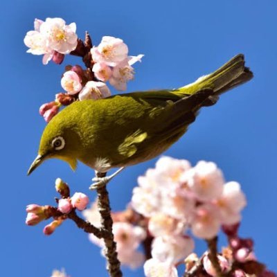 ume_youto's profile picture. 私の心を癒やすのはEFT, FF14, 数理工学のみとなってしまった！Schrödinger音頭を踊ってハッピー!!!!一応M1

HUES ver.21 空力, 構造設計