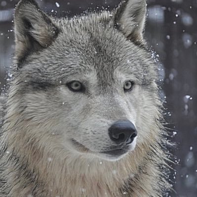 ZL8zJgRbQDvS88s's profile picture. 