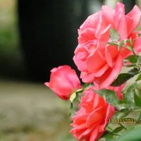 🌿🌹🎶Diana Lynn🎶🌹🌿 (@ra21881618) 's Twitter Profile