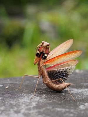 昆虫(特にセミ、バッタ、カマキリ）が好きな人
無言フォロー失礼します。昆虫系は基本フォロバします。