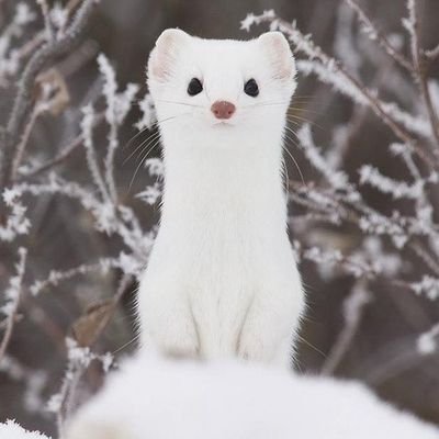 sara。ʚ🐹ɞさんのプロフィール画像
