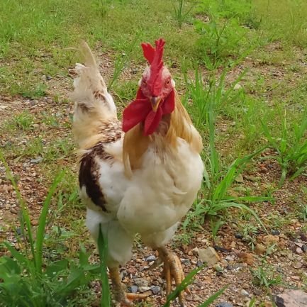 umitohatakena's profile picture. 好き→
れいわ新選組、魚、柑橘、ラジオ(荻上チキsession、宮下草薙の30分)、民主主義と憲法を尊重して社会的弱者のために働く政治家