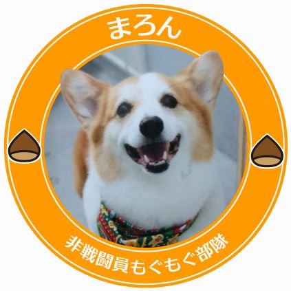 コーギー飼い。先代ぴーす(♀)まろん（♂）虹の橋へ。

気にならない方で、コーギー好きな方はお気軽に。無言フォローすみません。