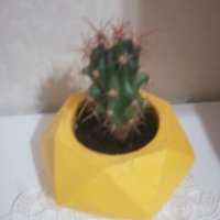 Reisin Neferi (@reisinneferi38) 's Twitter Profile