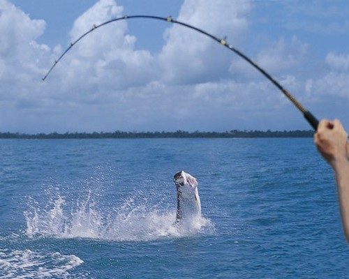 FLYINGTARPON Profile Picture