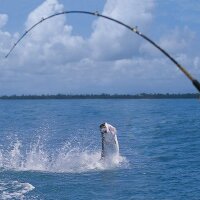 JIM DEVLIN (@flyingtarpon) 's Twitter Profile Photo JIM DEVLIN (@flyingtarpon) 's Twitter Profile Photo
