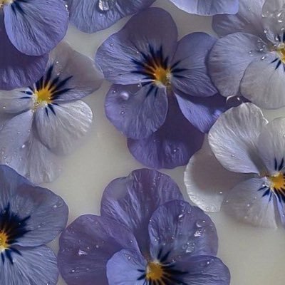 Hiba_pie's profile picture. 