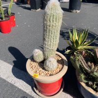 Sho Nguyen (@take_me_2_moon) 's Twitter Profile