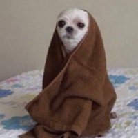 🅿️ (@aidepefo) 's Twitter Profile