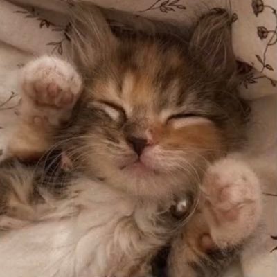 sleepyaIlday's profile picture. 𝚒 𝚕𝚒𝚔𝚎 𝚌𝚊𝚝𝚜