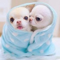 Chihuahua Owners(@Chihuahua303) 's Twitter Profile Photo