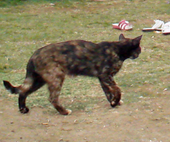 maha_maamoun's profile picture. Artist