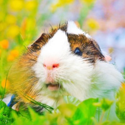 野菜はニンジンしか食べない偏食家タラちゃん♂(Tarao 2020.5月🇨🇿チェコ生)を迎えての日々。 アイコンは先代で我が家永遠のアイドル・モグちゃん♂享年9歳。忘れられないモグちゃんの画像もアップしてしまう私を許してください。無断フォローも失礼します(。・人・`。)