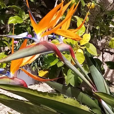 Nekane4322's profile picture. 🇨🇵🇨🇵Pro Zemmour.🇨🇵🇨🇵
Reconquête
#TousAvecZemmour