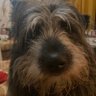 Andrea_loves80s's profile picture. 🐾 Rescue is my favourite breed 🐺 ♥️#JFT97 #YNWA♥️ 🇬🇧🏴󠁧󠁢󠁷󠁬󠁳󠁿