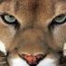 General Puma (@general_puma) Twitter profile photo