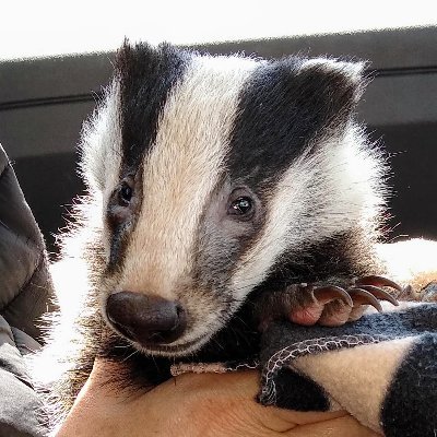 An open forum for everyone who cares about badgers. Join in our conversation! We inform. We encourage your views. Come to our webinars!