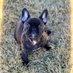 Cora the Frenchie (@lilfrenchiefry) Twitter profile photo Cora the Frenchie (@lilfrenchiefry) Twitter profile photo