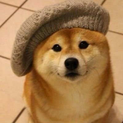 bazur_canis's profile picture. 